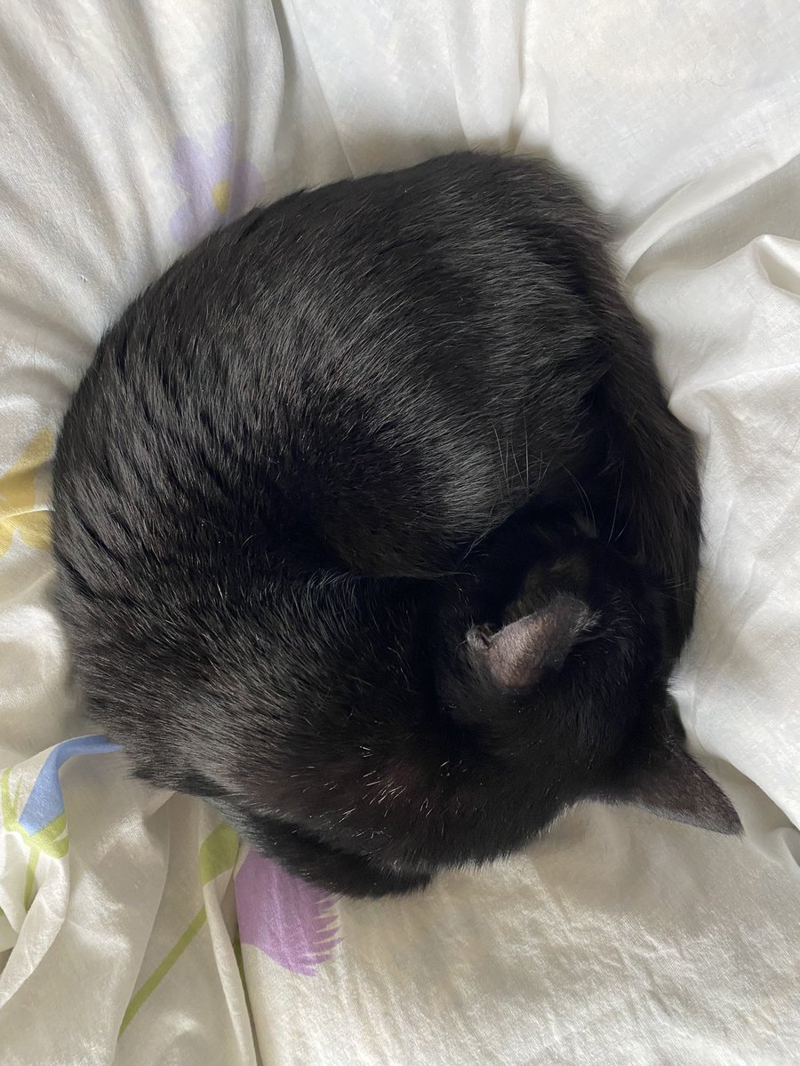 youpi🐈‍⬛黒猫 tweet media