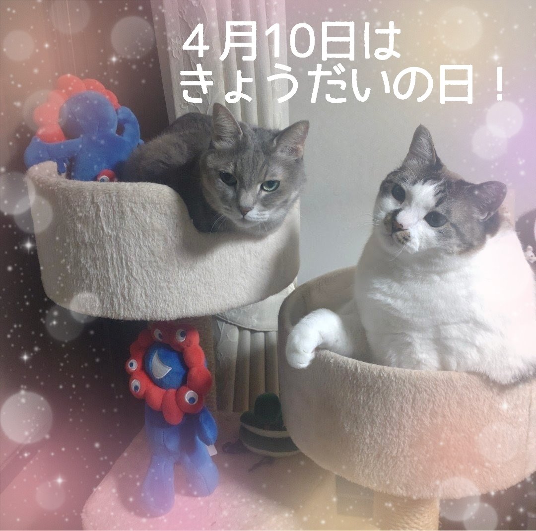がみまぐ tweet media