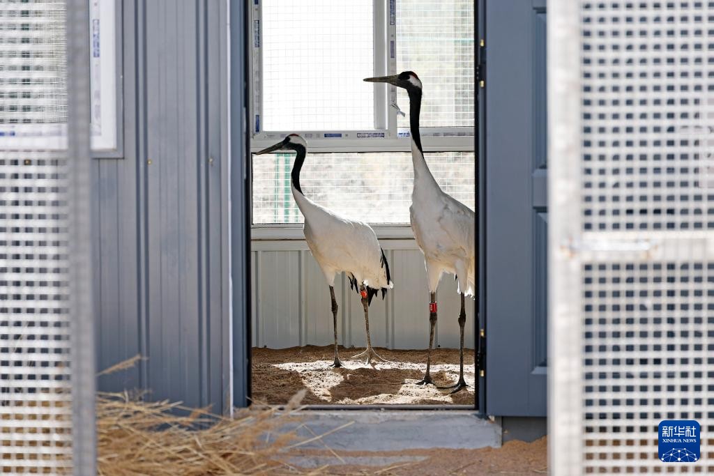 ShutterLife888's tweet image. 宁夏青铜峡湿地自然保护区成功引进丹顶鹤
Ningxia Qingtongxia Wetland Reserve successfully introduced red-crowned cranes. #cranes