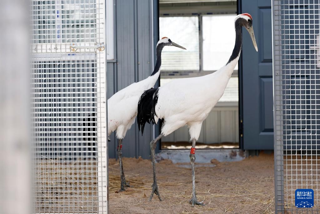 ShutterLife888's tweet image. 宁夏青铜峡湿地自然保护区成功引进丹顶鹤
Ningxia Qingtongxia Wetland Reserve successfully introduced red-crowned cranes. #cranes