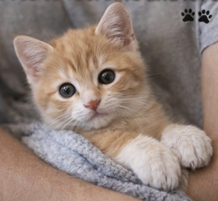 jwardprj's tweet image. Good morning friends. Cloudy &amp;amp; breezy in London this Friday. Well it’s #HappyFriday. More importantly it is Christian Orthodox #GoodFriday 
Wars continue. We hope for peace. Hoping for the best. 
Baby Tommy sends his love.