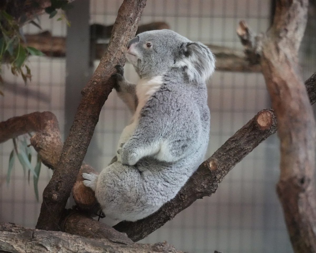 マッチカ🐨💚 tweet media