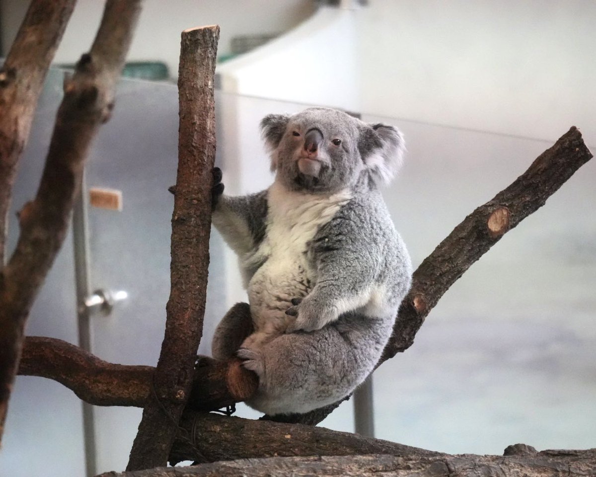 マッチカ🐨💚 tweet media