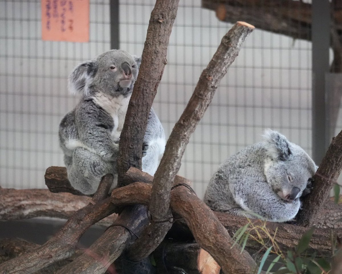 マッチカ🐨💚 tweet media