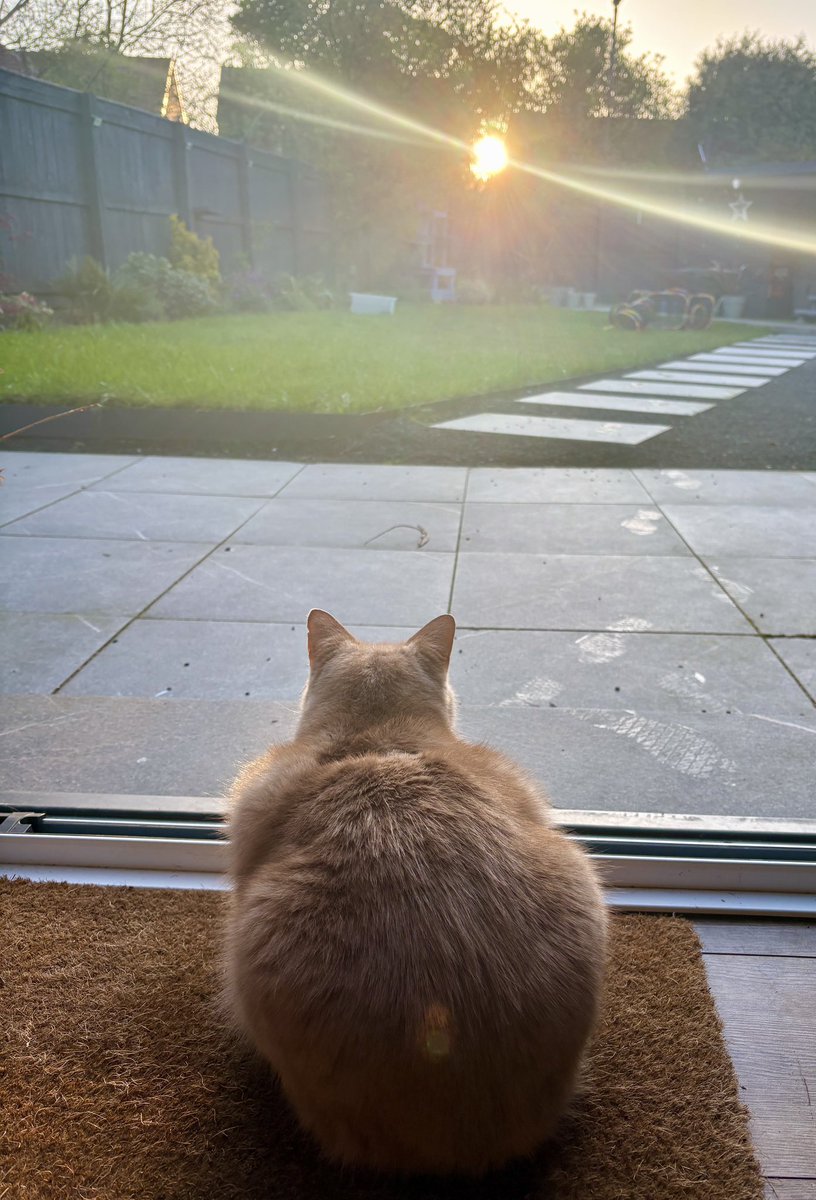 erics_escapades's tweet image. Good morning friends , a lovely morning relaxing with my sunrise, chat with Dad, scratcher, brushes, head rubs, snacks and a lick-e-lix . What more could a kitty ask for . Hope you all have a lovely start to the day too ☀️😸🧡 #adoptdontshop #rescuecats #friday #sunrise