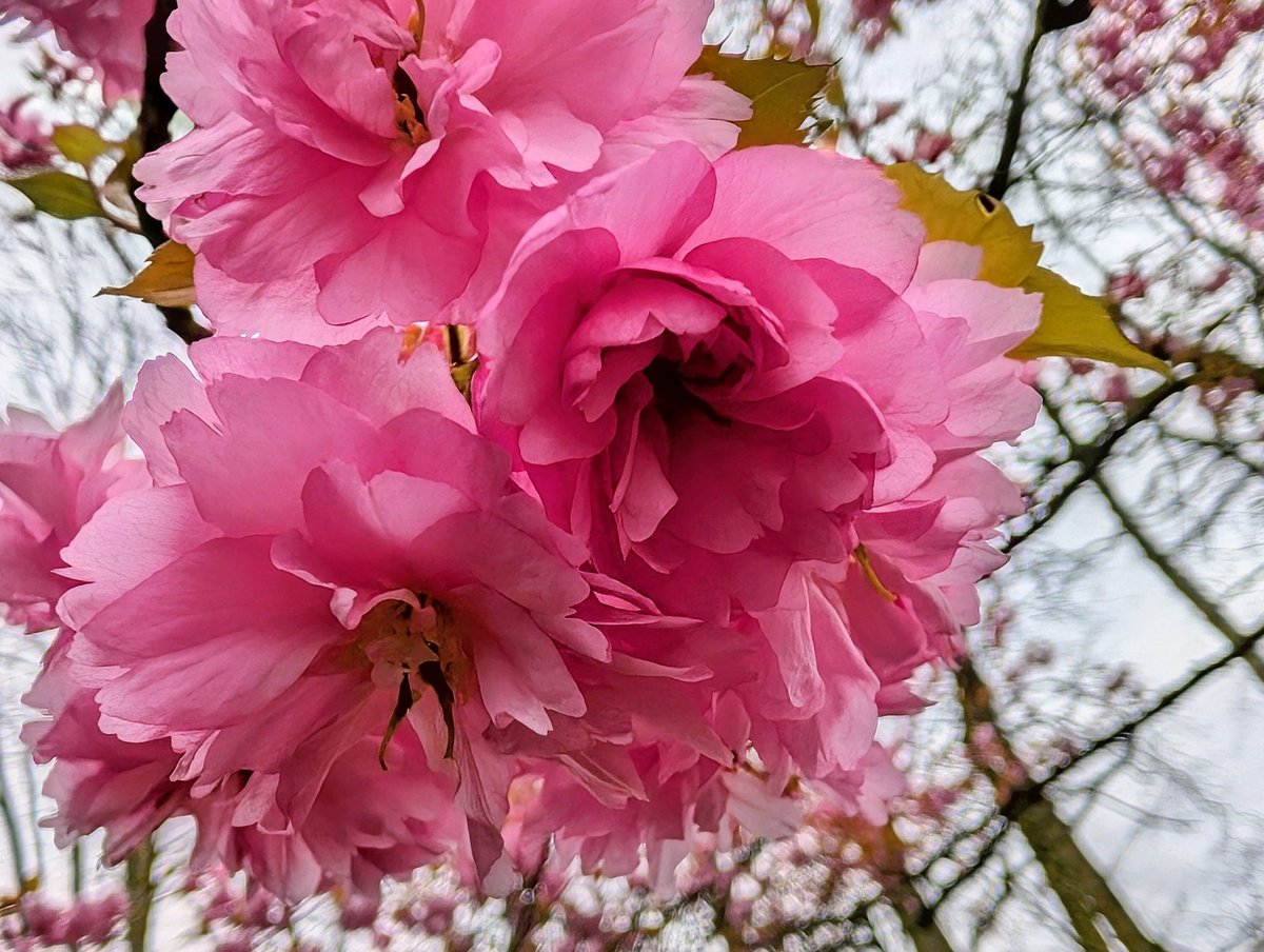 Jean Reynard tweet media