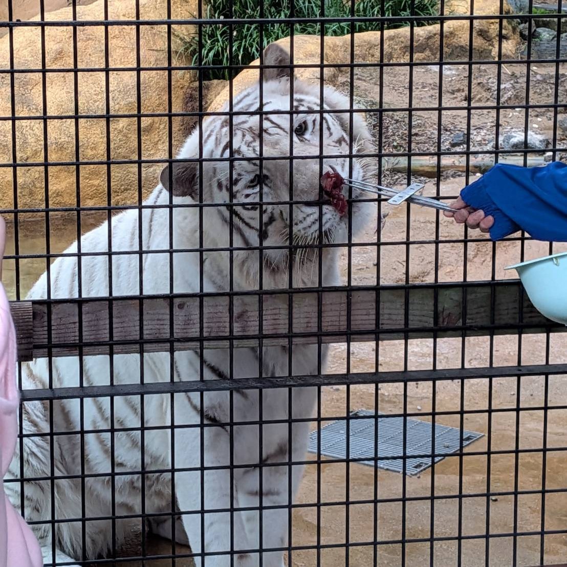 いしかわ動物園【公式】 tweet media