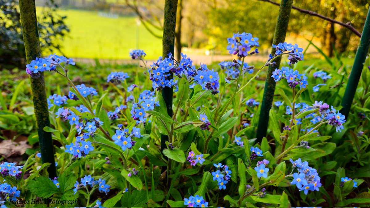 JanetteHall's tweet photo. Lovely Forget-me-nots 💙
#Forgetmenots #spring #blue #flowers #nature #NatureBeauty #preston #lancashire #morning #landscape #landscapephotography @BIDPreston @ParksInPreston @prestoncouncil #loveukweather @blogpreston @metoffice https://t.co/fs7qfrDdDX