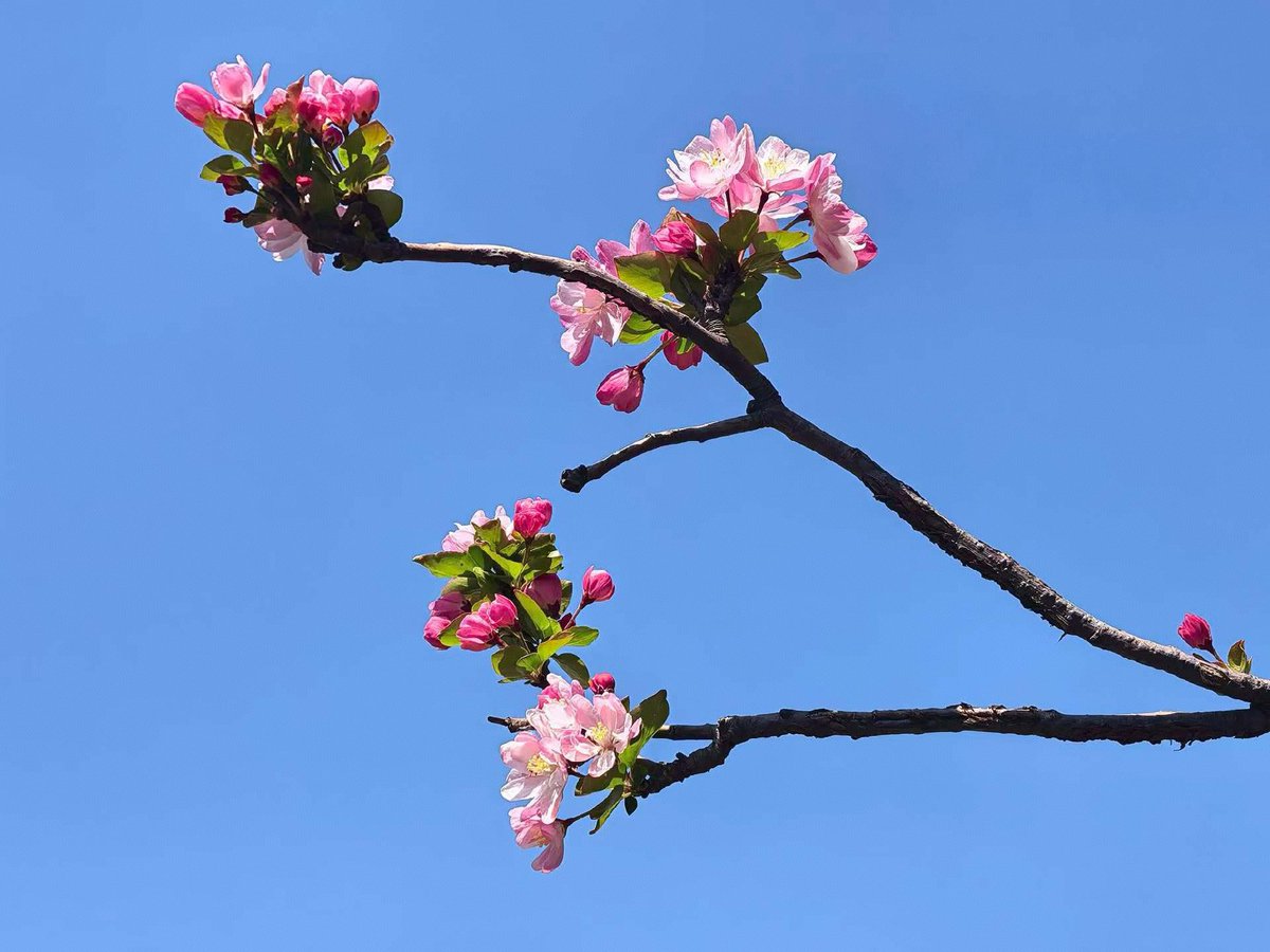 Deng_919 tweet media