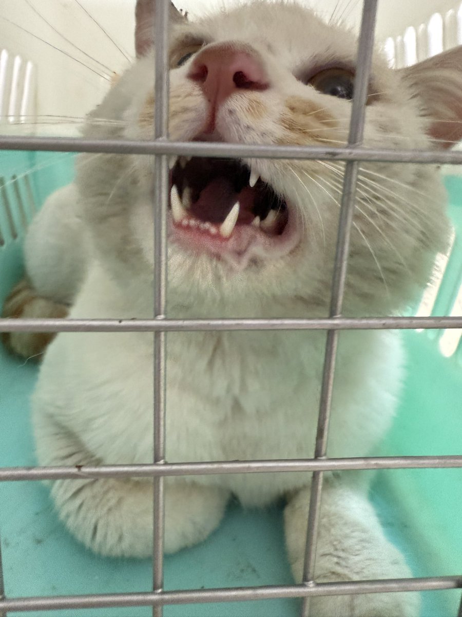 Boooo波妞! tweet media