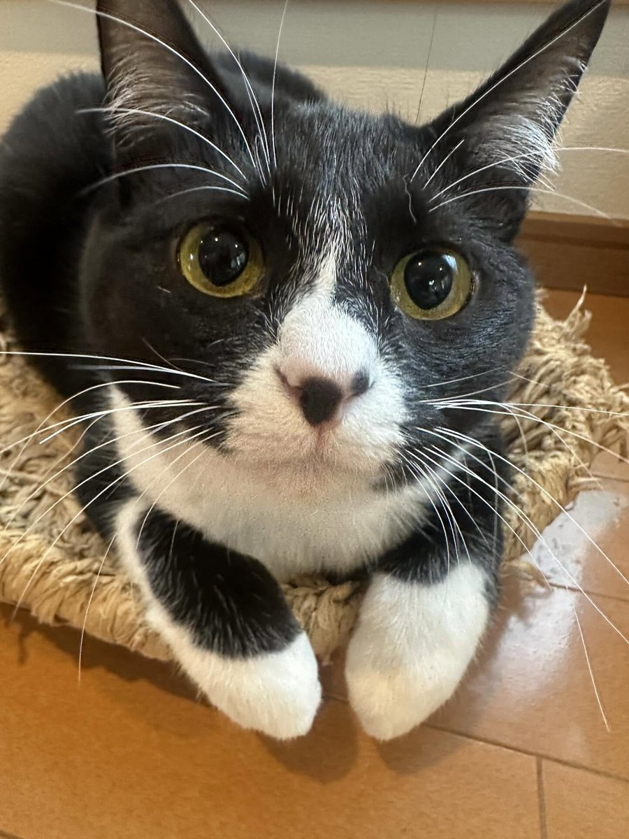 arisa_arin's tweet photo. うちの猫、シンプルに顔がかわいい🐱 https://t.co/35f1ReIx5y