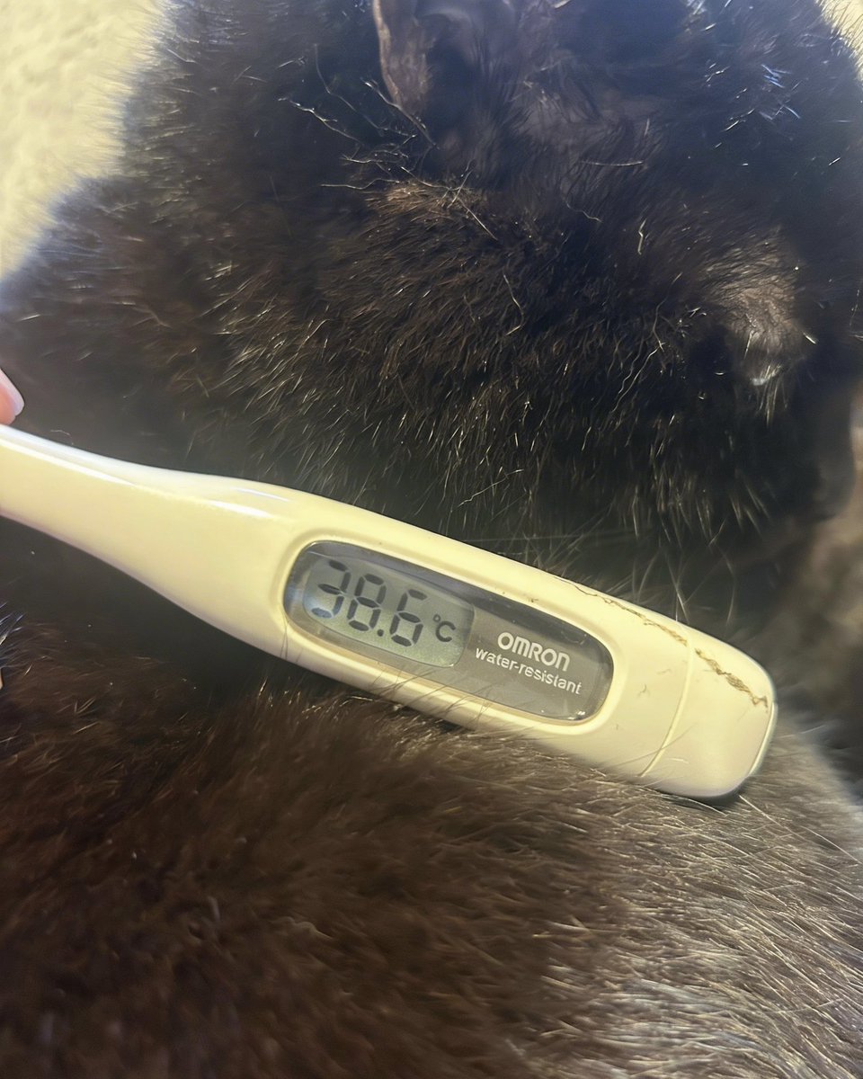 かげうすい💔📣@Vtuber準備中 tweet media