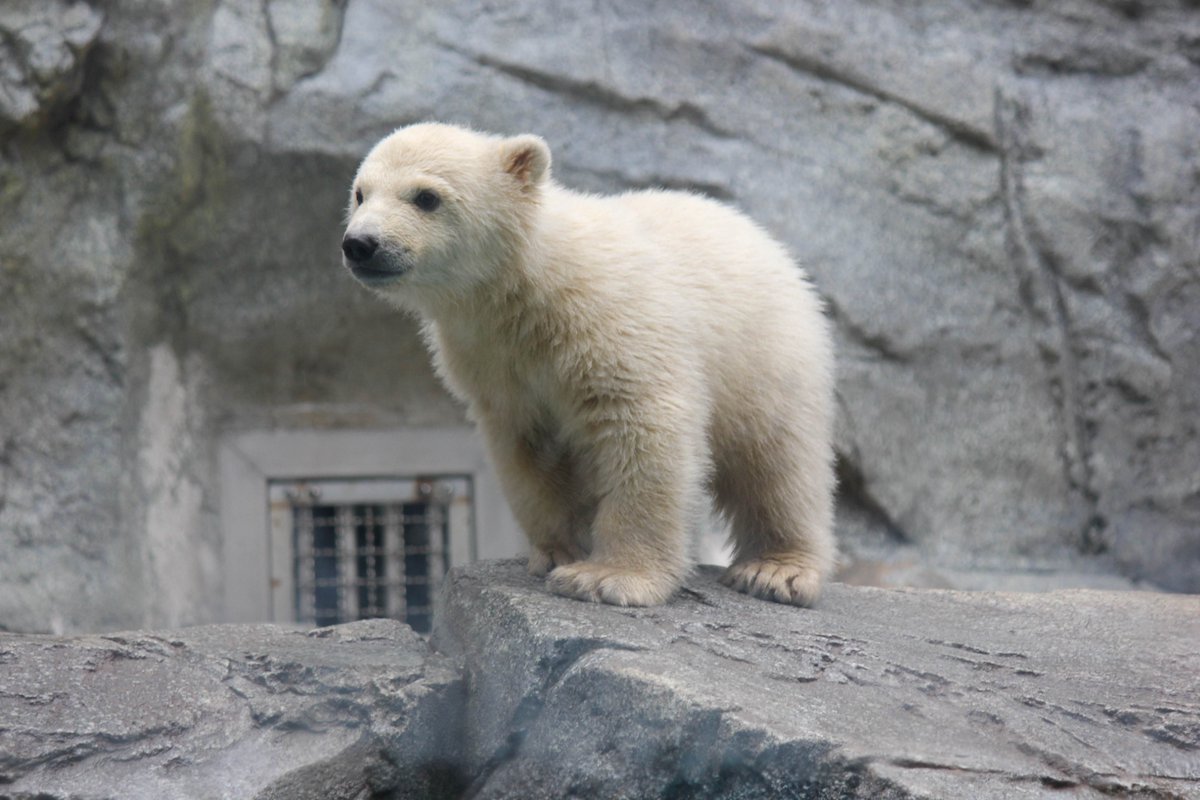 男鹿水族館GAO【公式】 tweet media