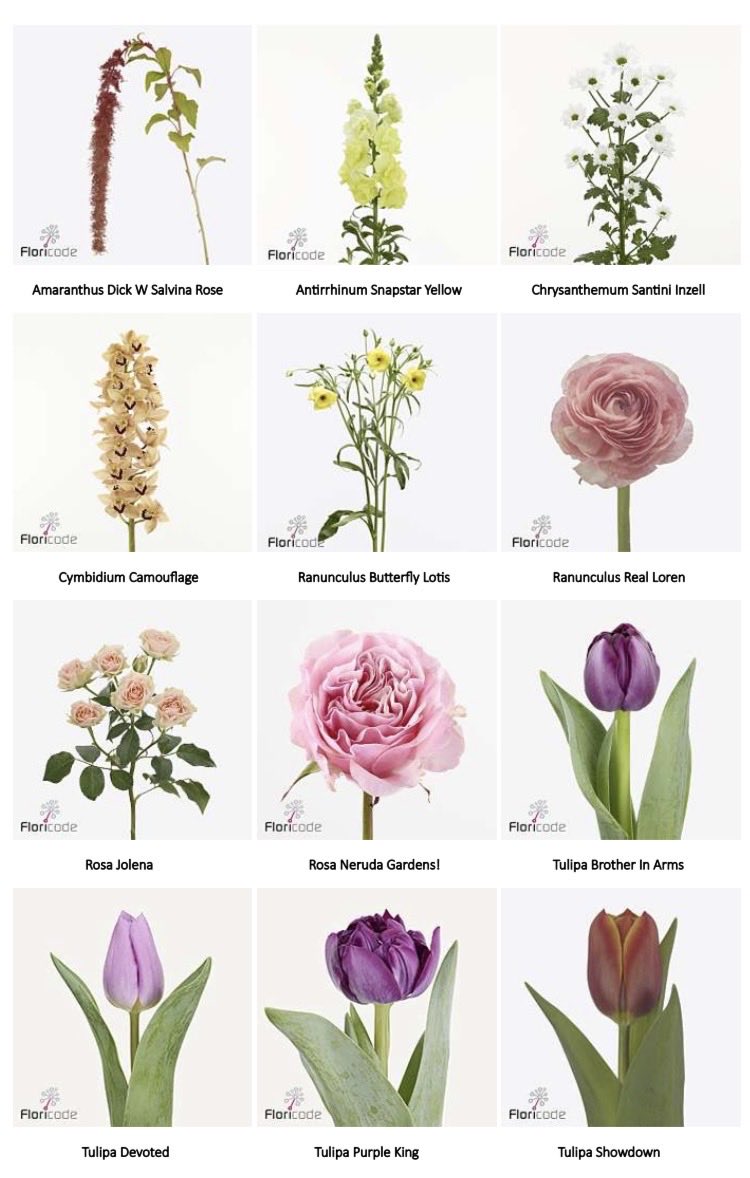 stendertfm's tweet photo. FleuraMetz Flower Novelties 14/26 - Amaranthus Dick W Salvina Rose, Cymbidium Camouflage, Rosa Jolena &amp; Neruda Gardens!, Tulipa Brother In Arms &amp; Devoted &amp; Purple King &amp; Tulipa Showdown – more: https://t.co/sMdCgM23ZV #florist#fmgroup#blumengroßhandel#flowernovelties#fleurametz https://t.co/FcgDSa6h4T