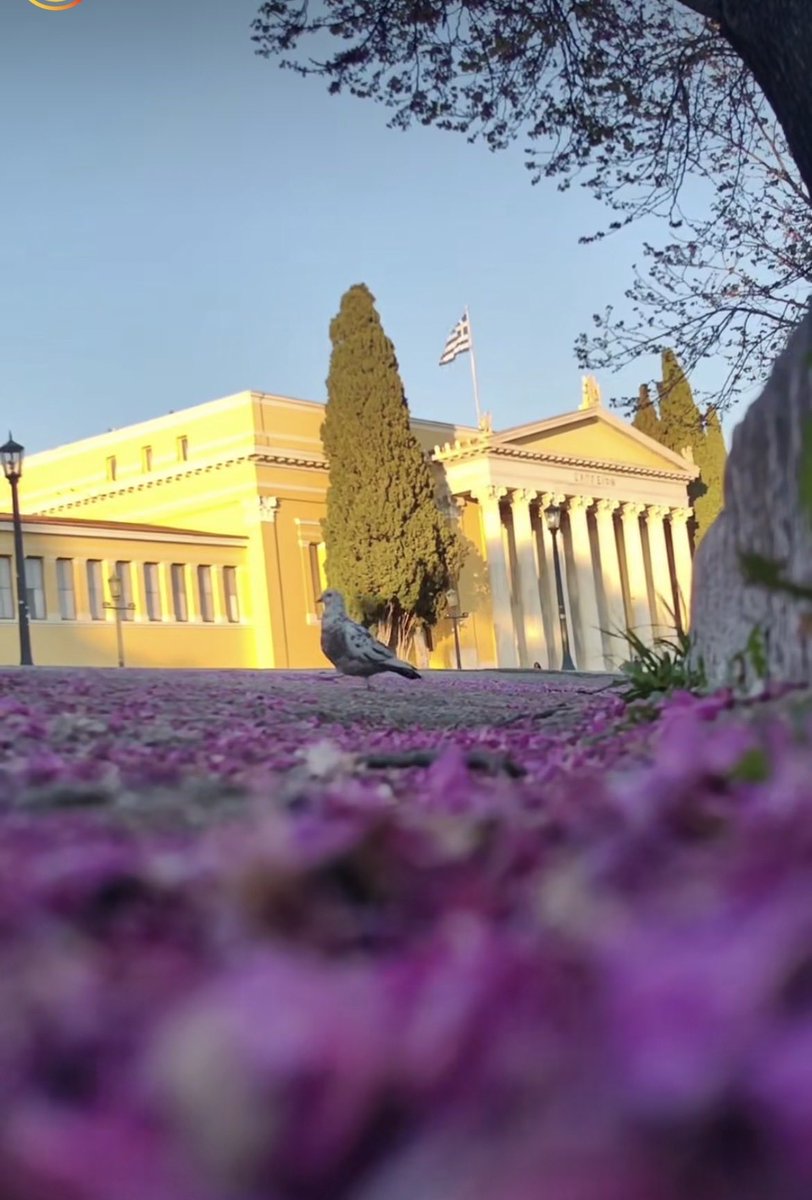 PressGreekEmbas's tweet photo. The blooming Judas trees 🌳 🌸These are their days—they are the first to blossom, the first to bring #spring to the city, filling the sky & the streets with their deep, festive pink color 🩷🩷
@athensville #athensville #judastree #Athens #koutsoupia https://t.co/rAu5T7VpwG