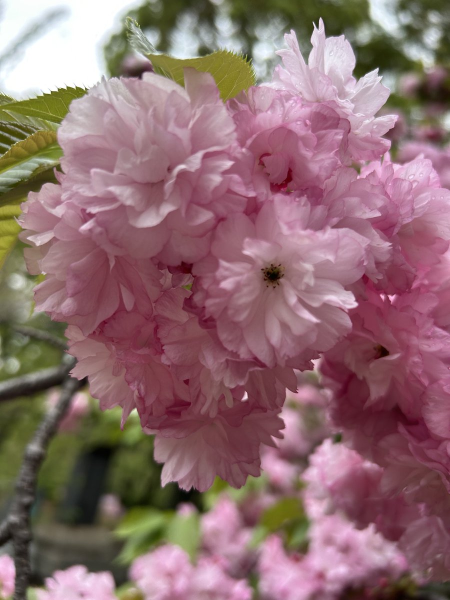 haniro_'s tweet photo. 上野恩賜公園　桜　福禄寿 https://t.co/SfrAd78v3V
