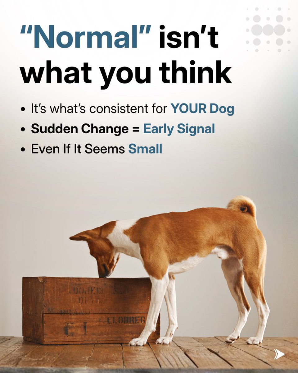 hoomanely's tweet photo. "Normal” looks different for every dog.
What matters isn’t what other dogs do… it’s what’s consistent for yours.
When something shifts even slightly that’s often the first sign something isn’t right.
Comment “PATTERN” and we’ll help you understand what to look for https://t.co/Jg29KcUKIg