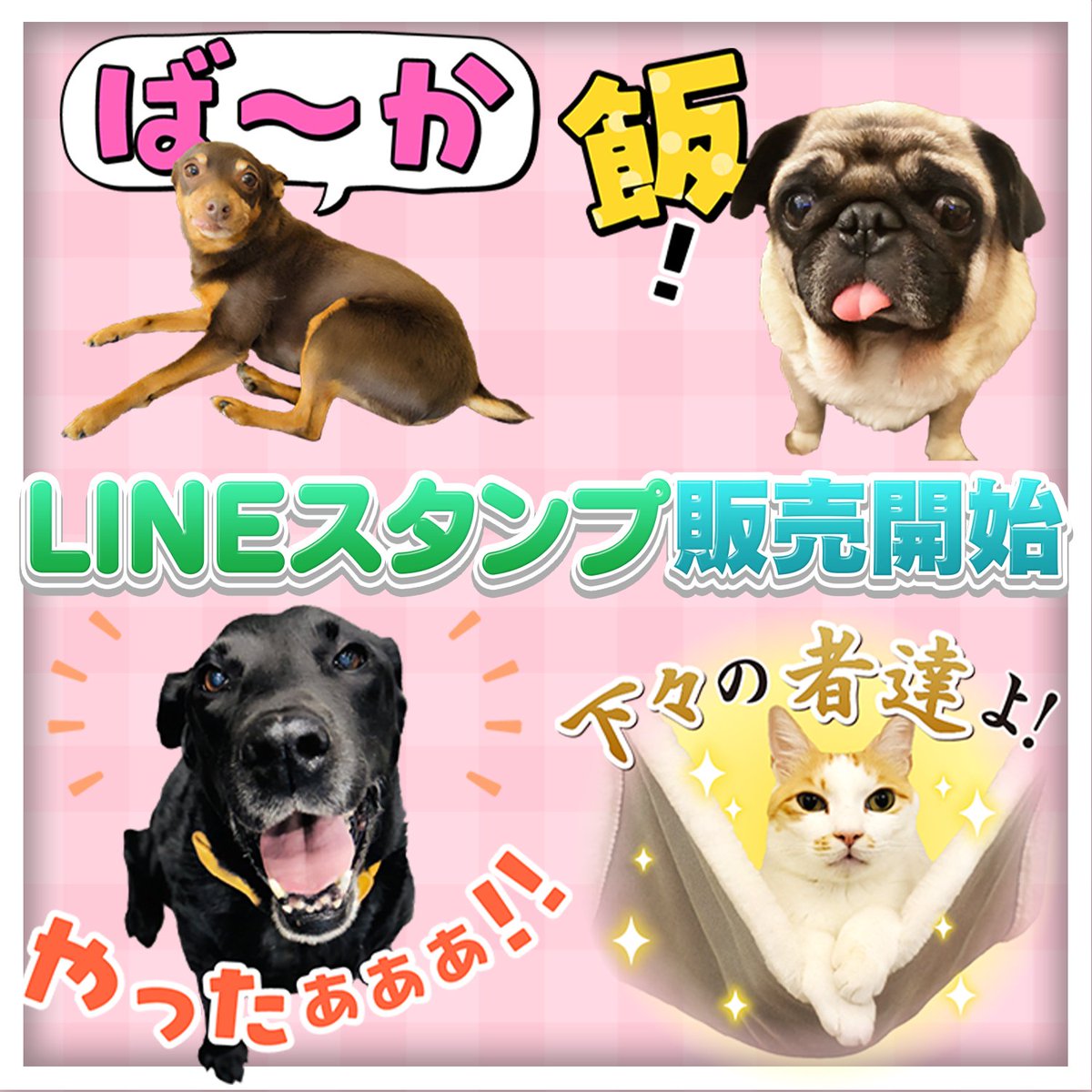 🐾🐶坂上どうぶつ王国から公式LINEスタンプが登場🐶🐾 これまで番組に