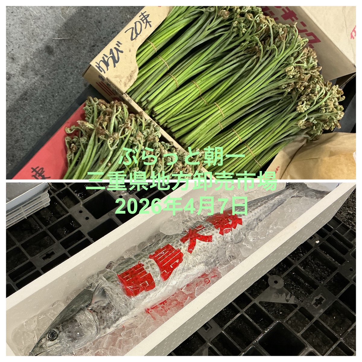 shijyo_mie's tweet photo. ぶらっと朝一（2026.4.7）を更新しました。下記リンク先でご覧ください。
    
https://t.co/32ki8az4tc 

#三重県地方卸売市場 #朝市 #旬の魚 #旬の野菜 https://t.co/Z3qEHga4Lm