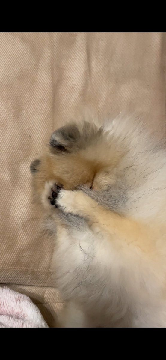 ここあ tweet media