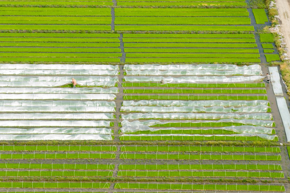 XisMoments's tweet image. A season covered in #green — the earth wakes up in its freshest shades. 💚🍃#ChinaVibes #ColorWalk