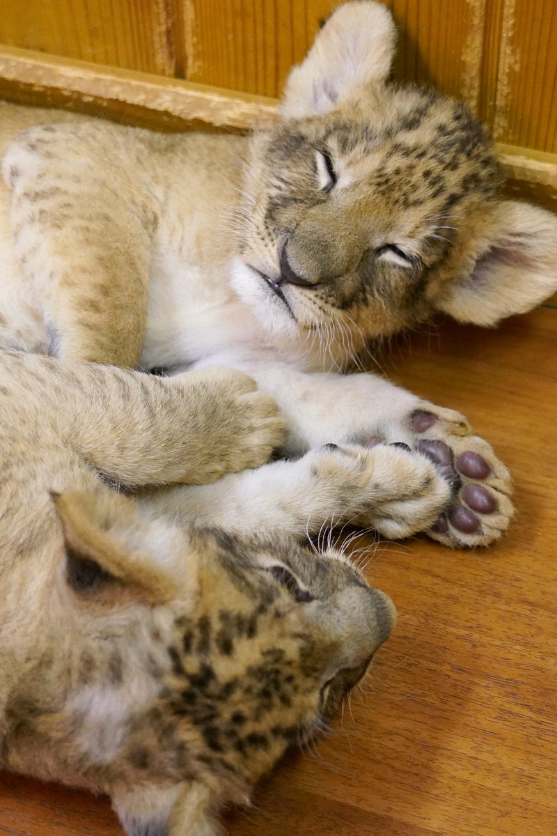 富士サファリパーク公式 tweet media