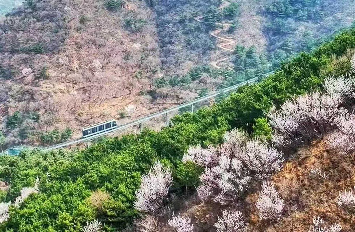 touch_beijing's tweet photo. Spring #flowers are in full #bloom at the #Badaling #GreatWall, with apricot and peach blossoms creating a striking seasonal scenery. The stretch between the 4th and 7th Southern Towers offers some of the best views, with blossoms expected to last through mid-April. https://t.co/EXR5InfOrz