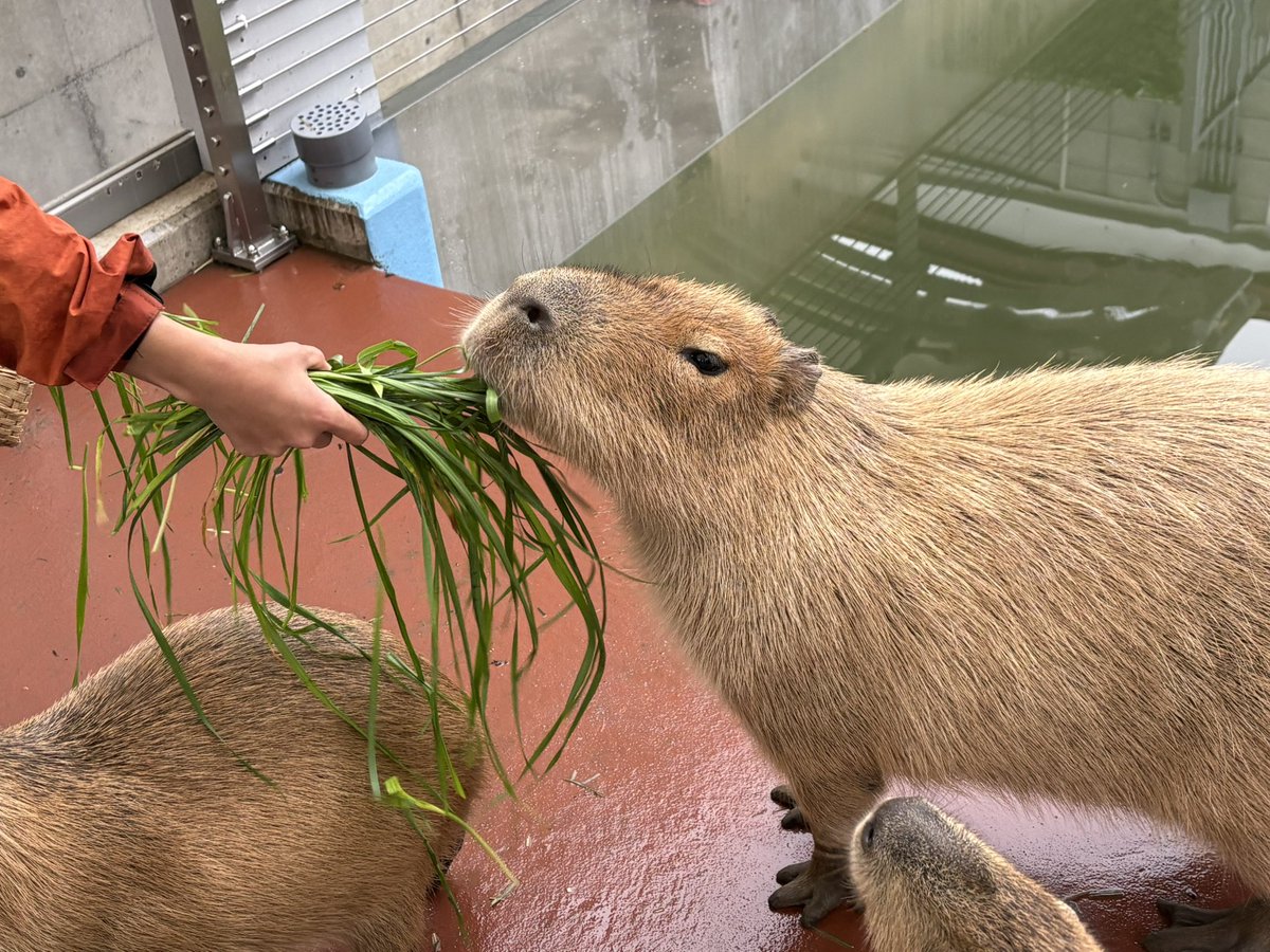 fami@4/18大阪 6/13北海道 tweet media