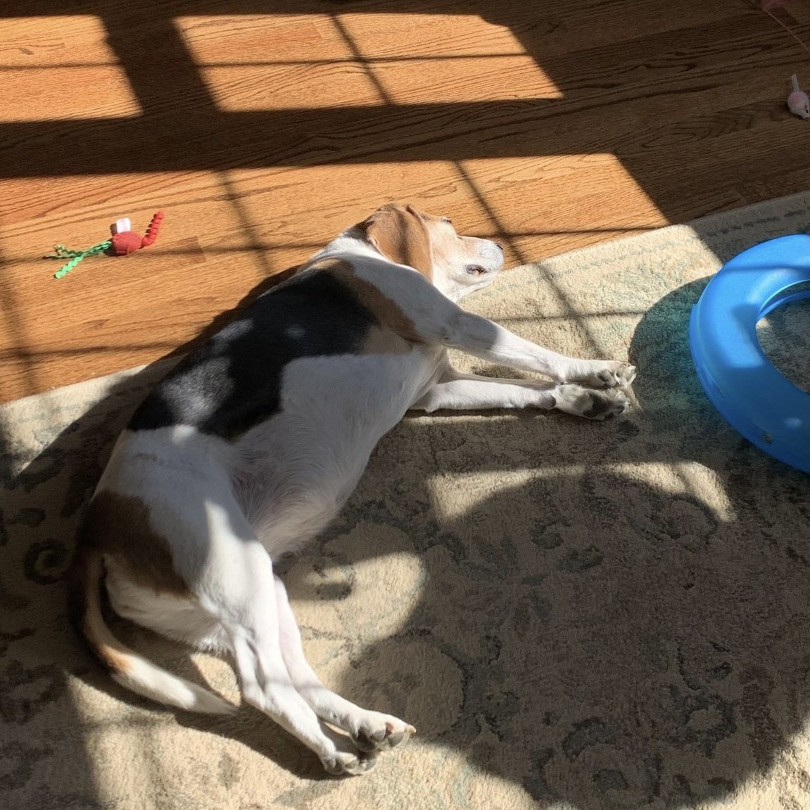 bambie no fat tweet media