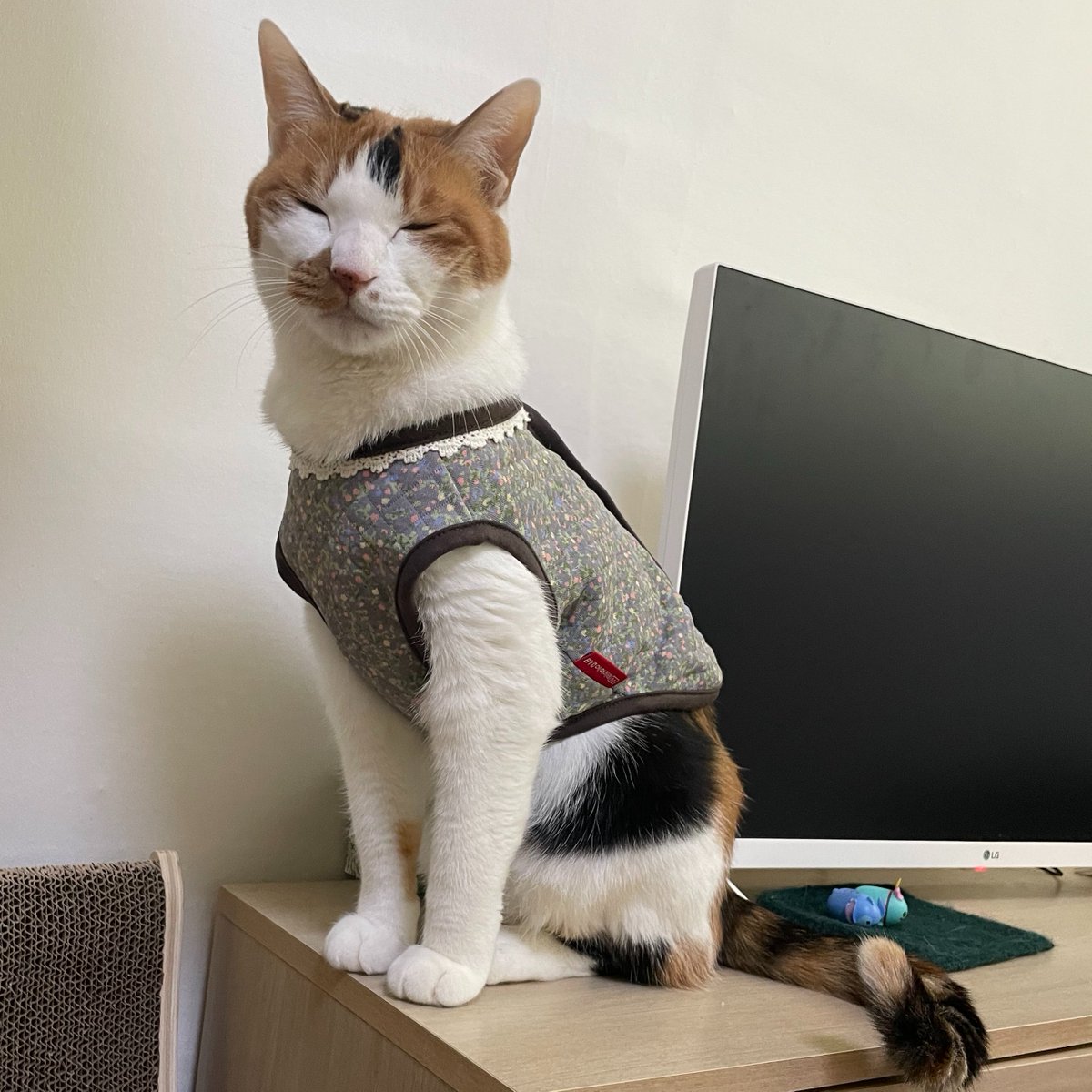 월월🐾 tweet media