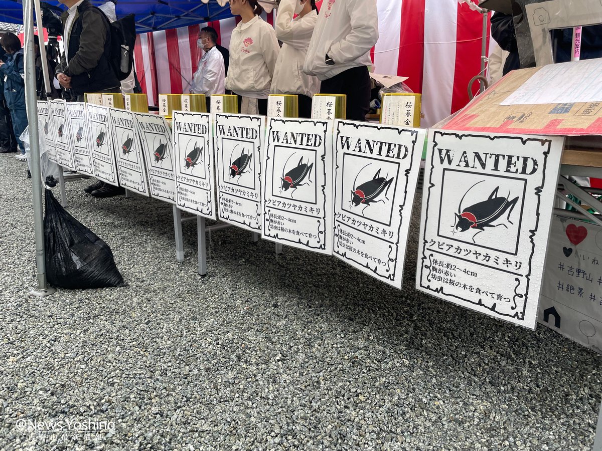 吉野山最新情報 tweet media