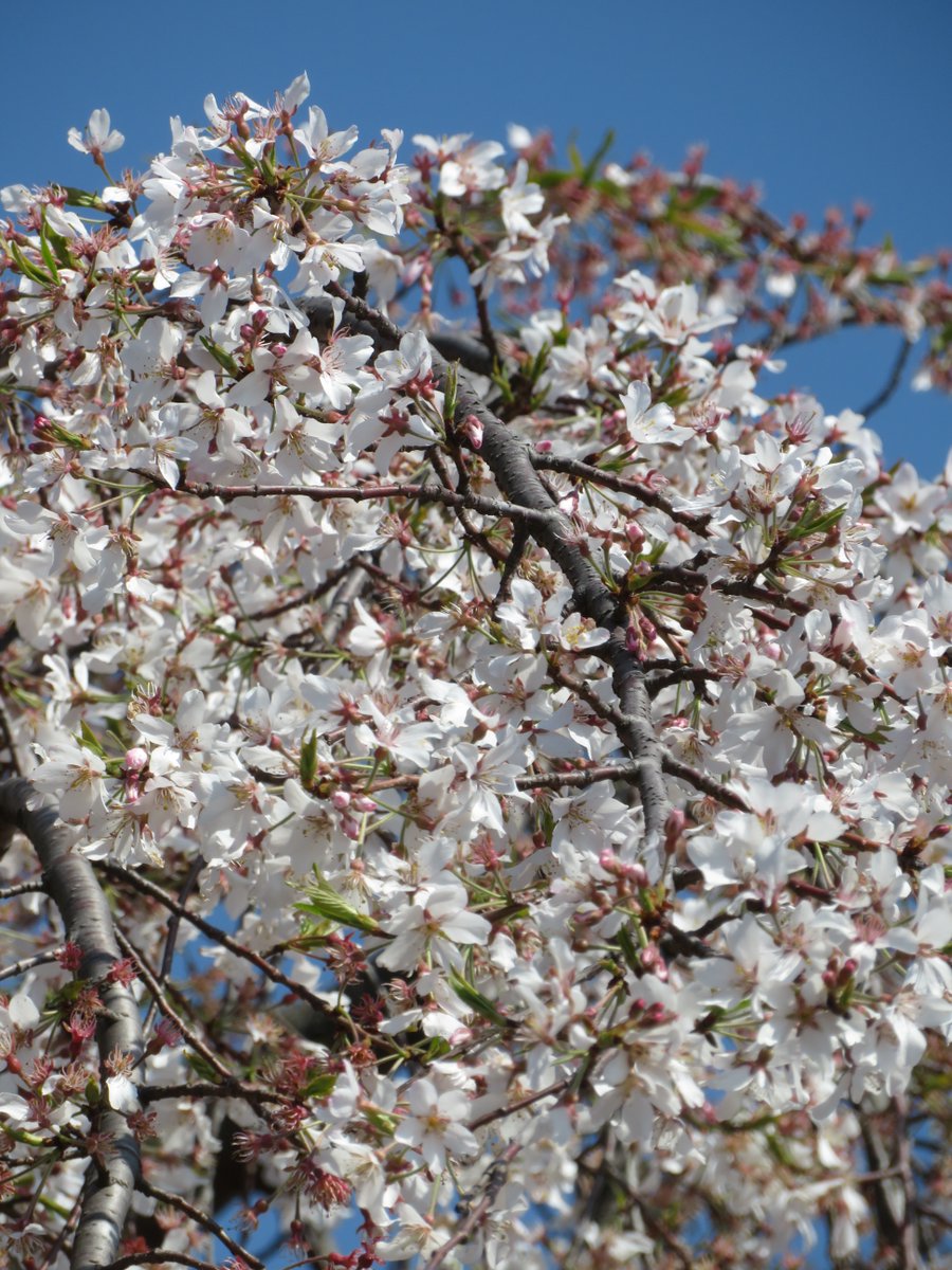 ひとみ tweet media