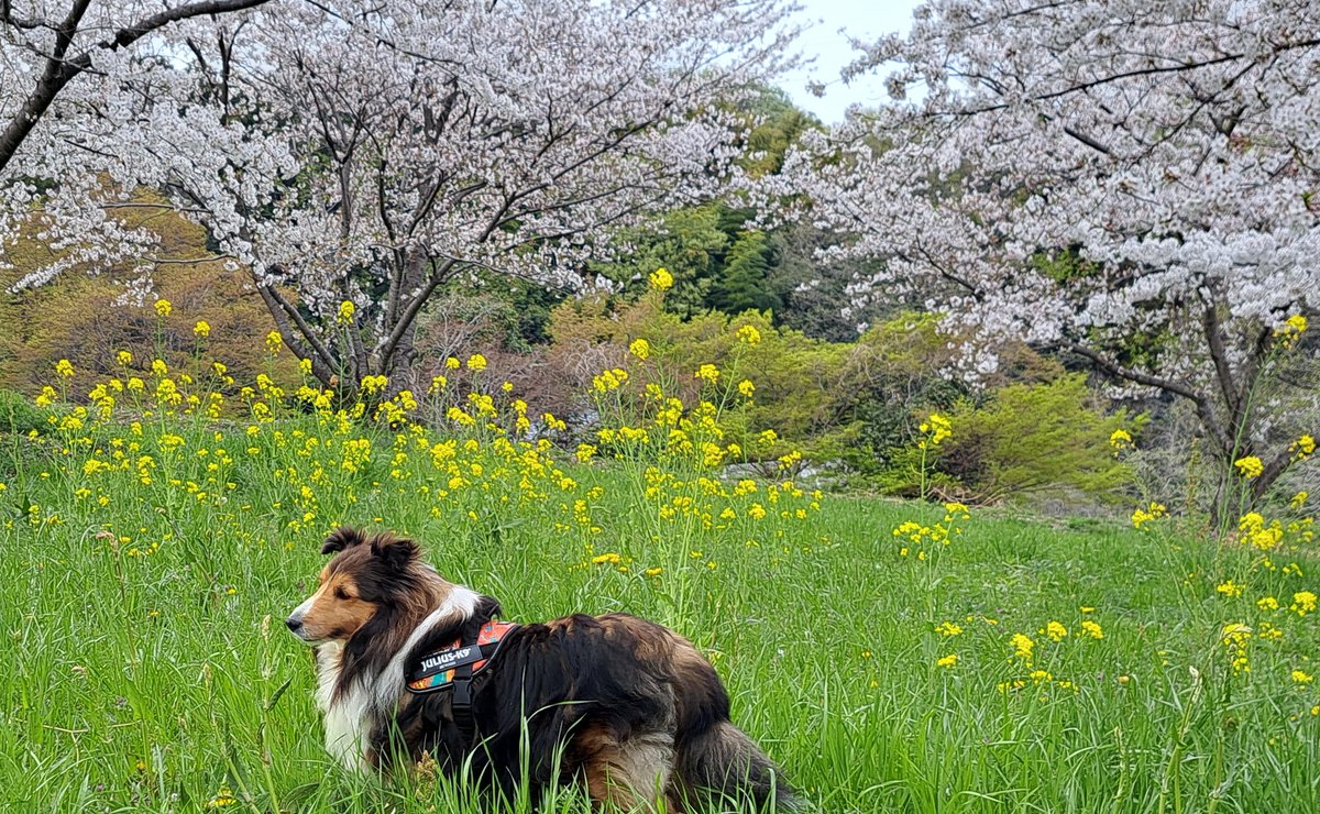 雪井苑生 tweet media