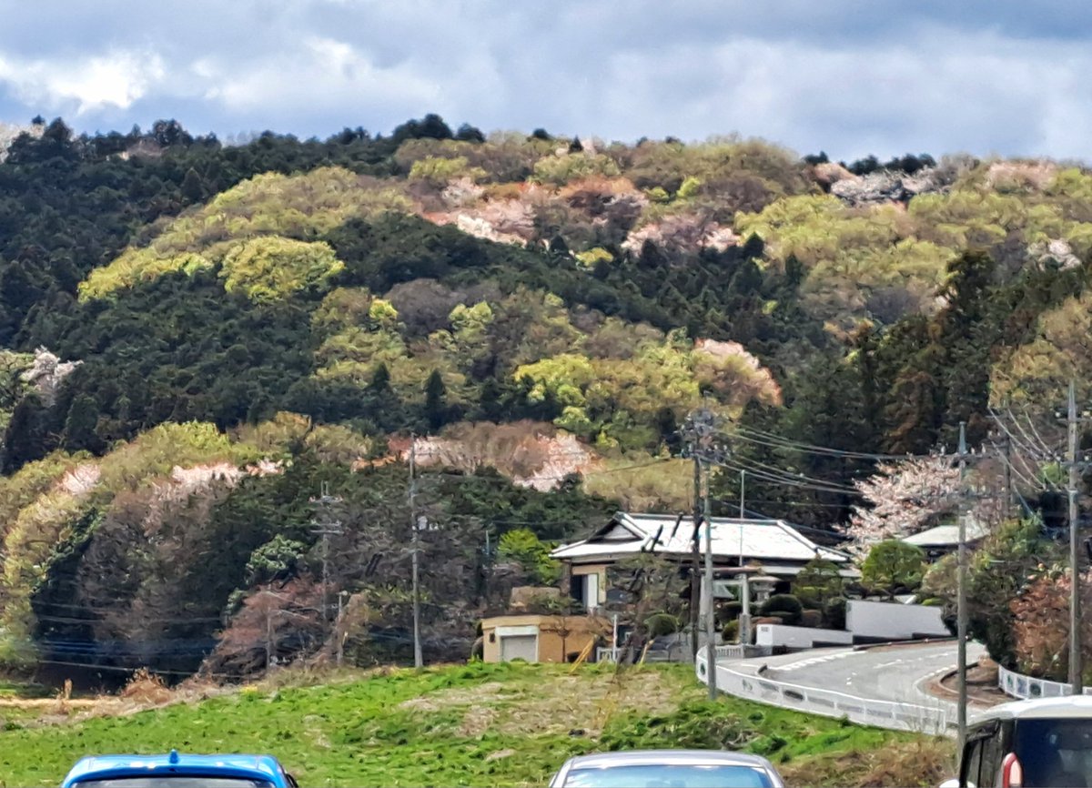 雪井苑生 tweet media