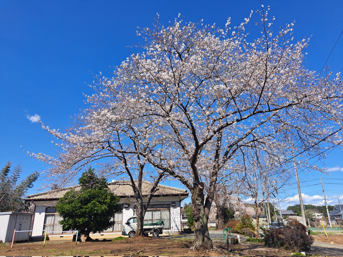 雪井苑生 tweet media