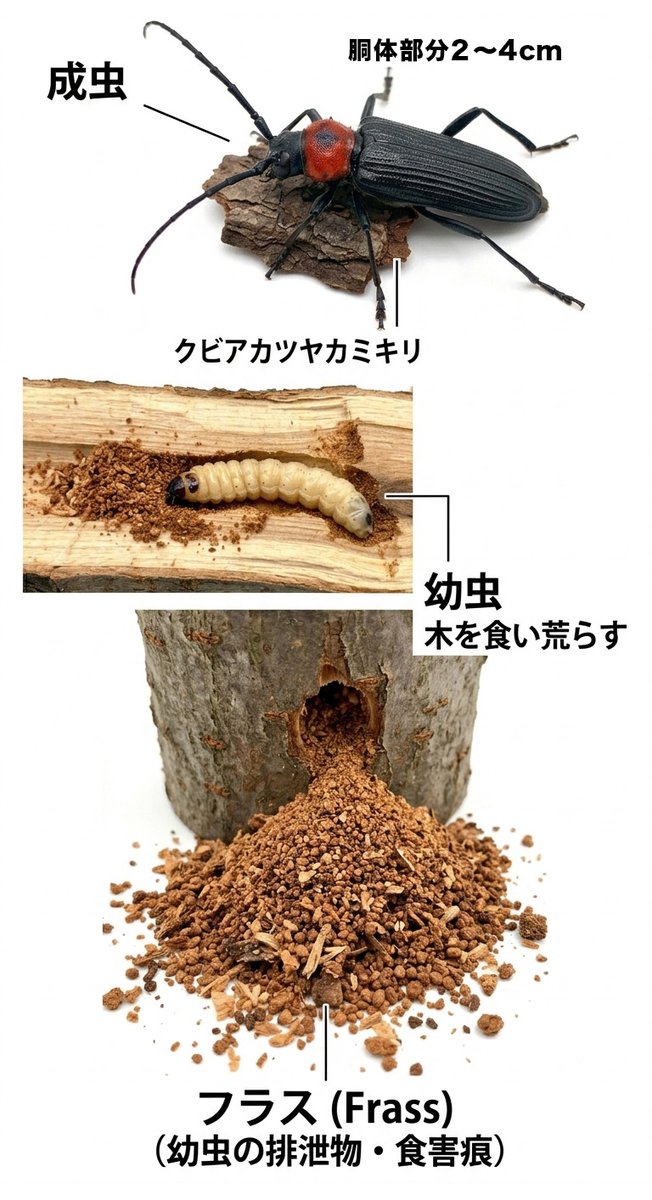 吉野山最新情報 tweet media