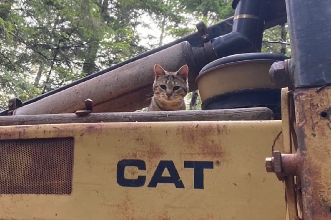 Ramin Nasibov tweet media