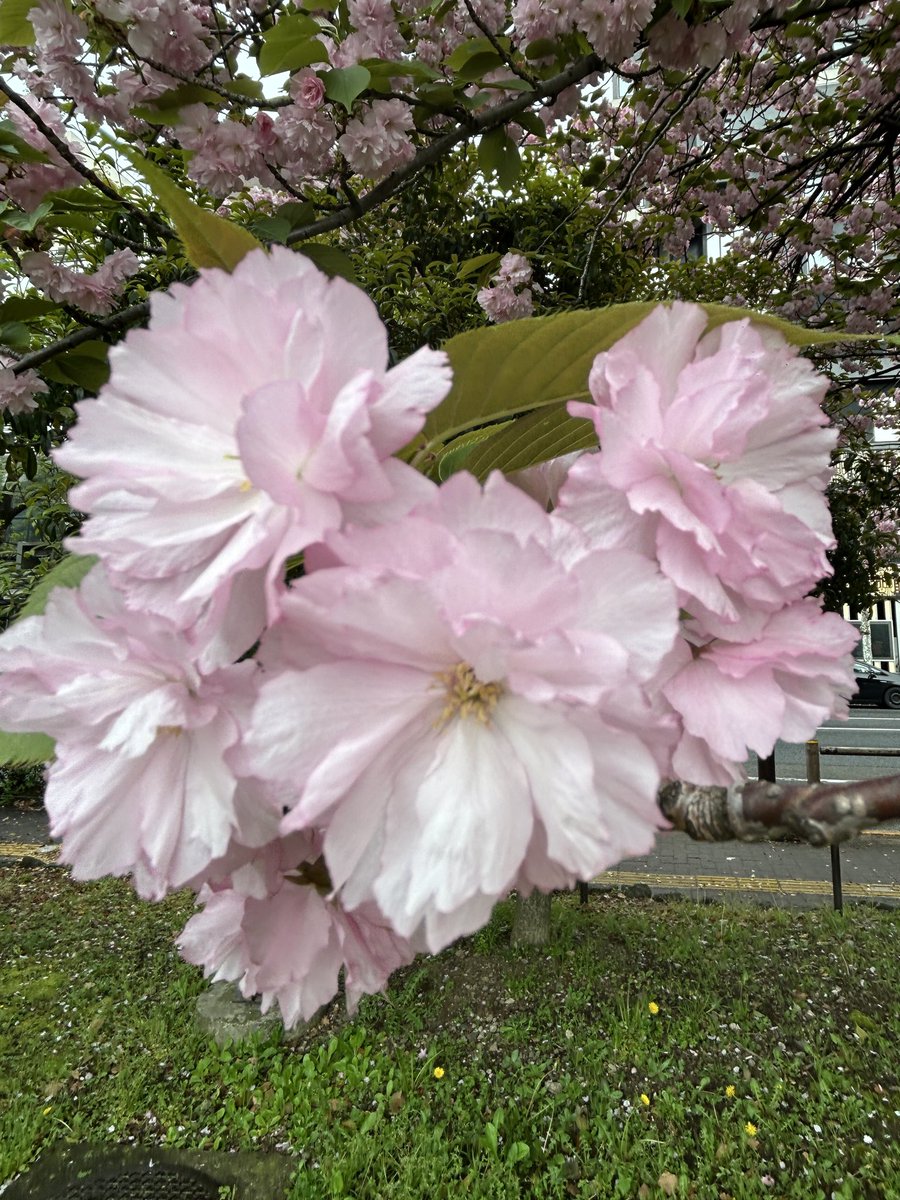 haniro_'s tweet photo. 上野恩賜公園　桜　関山 https://t.co/UQNKWeuW6u