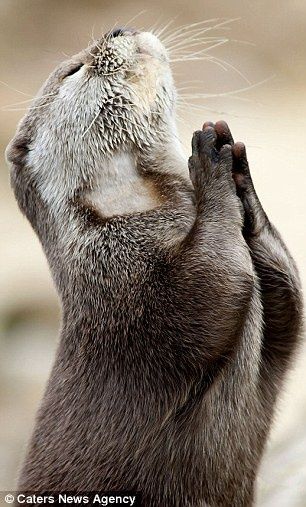 AFC-PRO❤️ tweet media