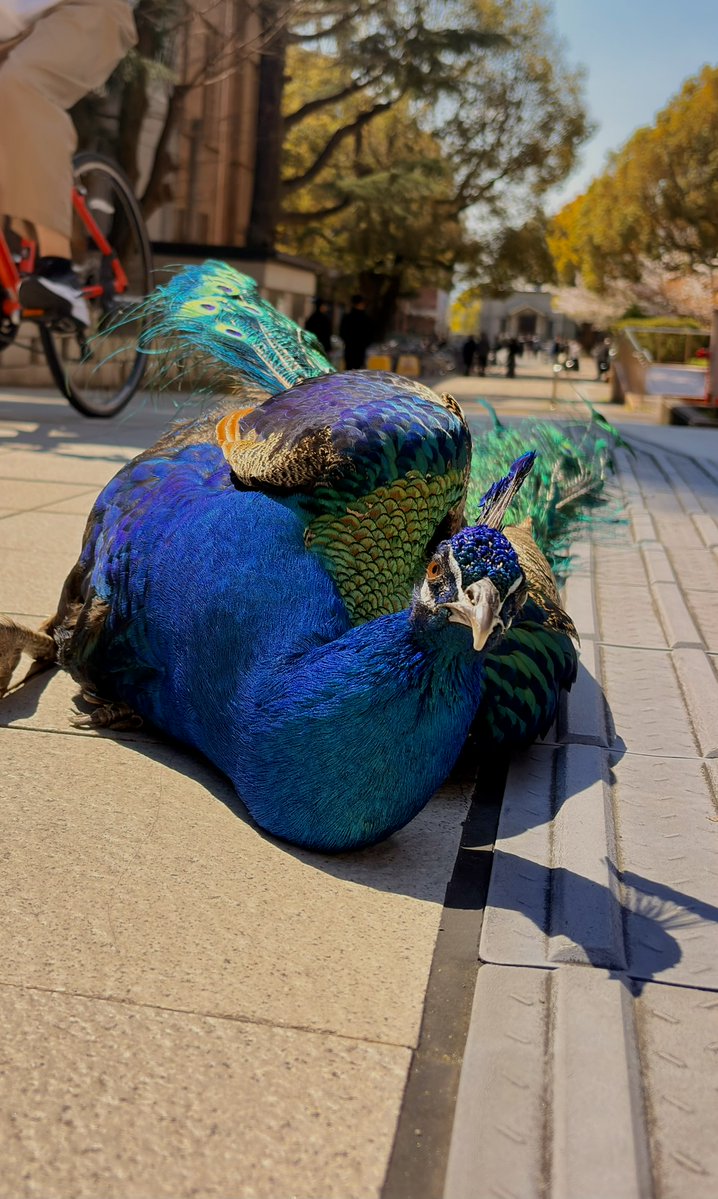 京都大学クジャク同好会 tweet media