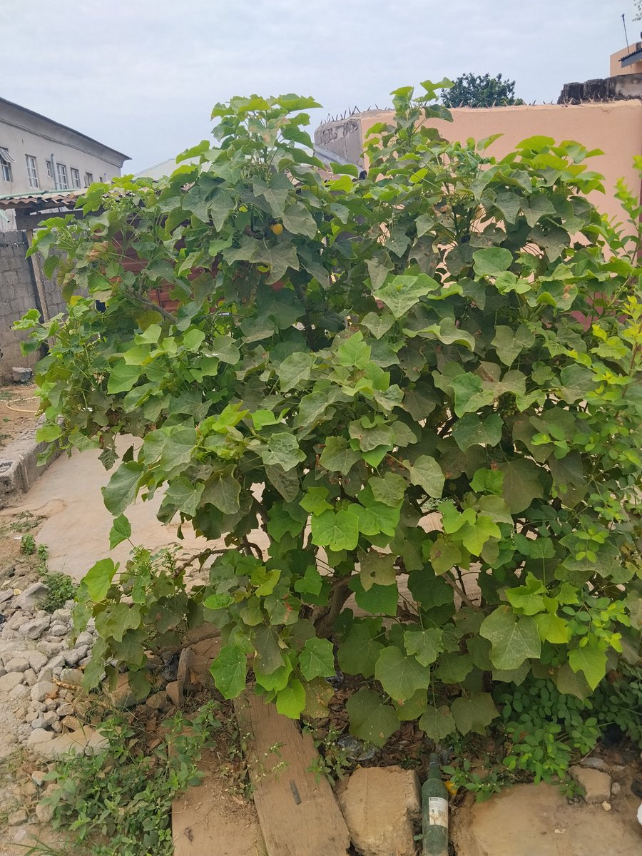 D_Herb Master 💪🍀🍀🍀 tweet media