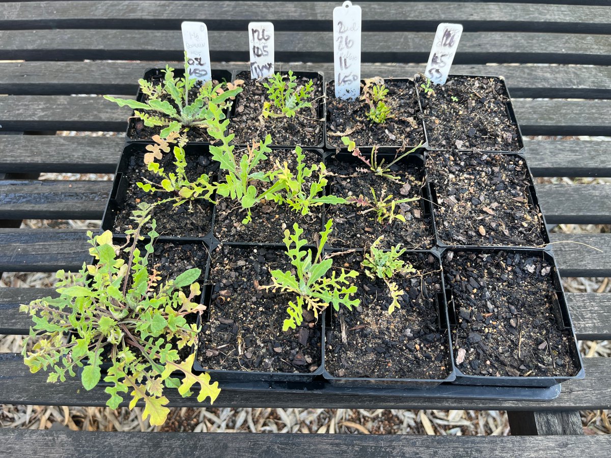 Herbicide resistance lab at UWA tweet media