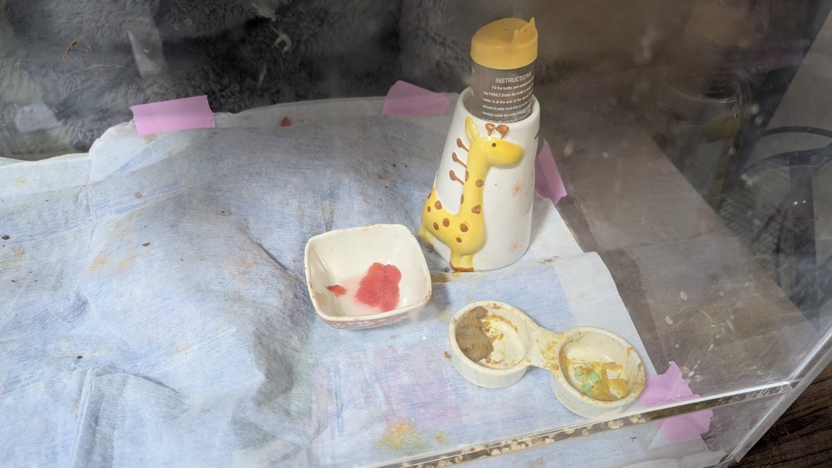 かんな🐇🦔🦔🐢 tweet media