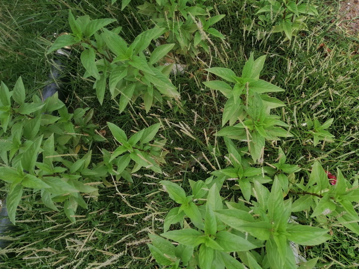 الهادئه tweet media