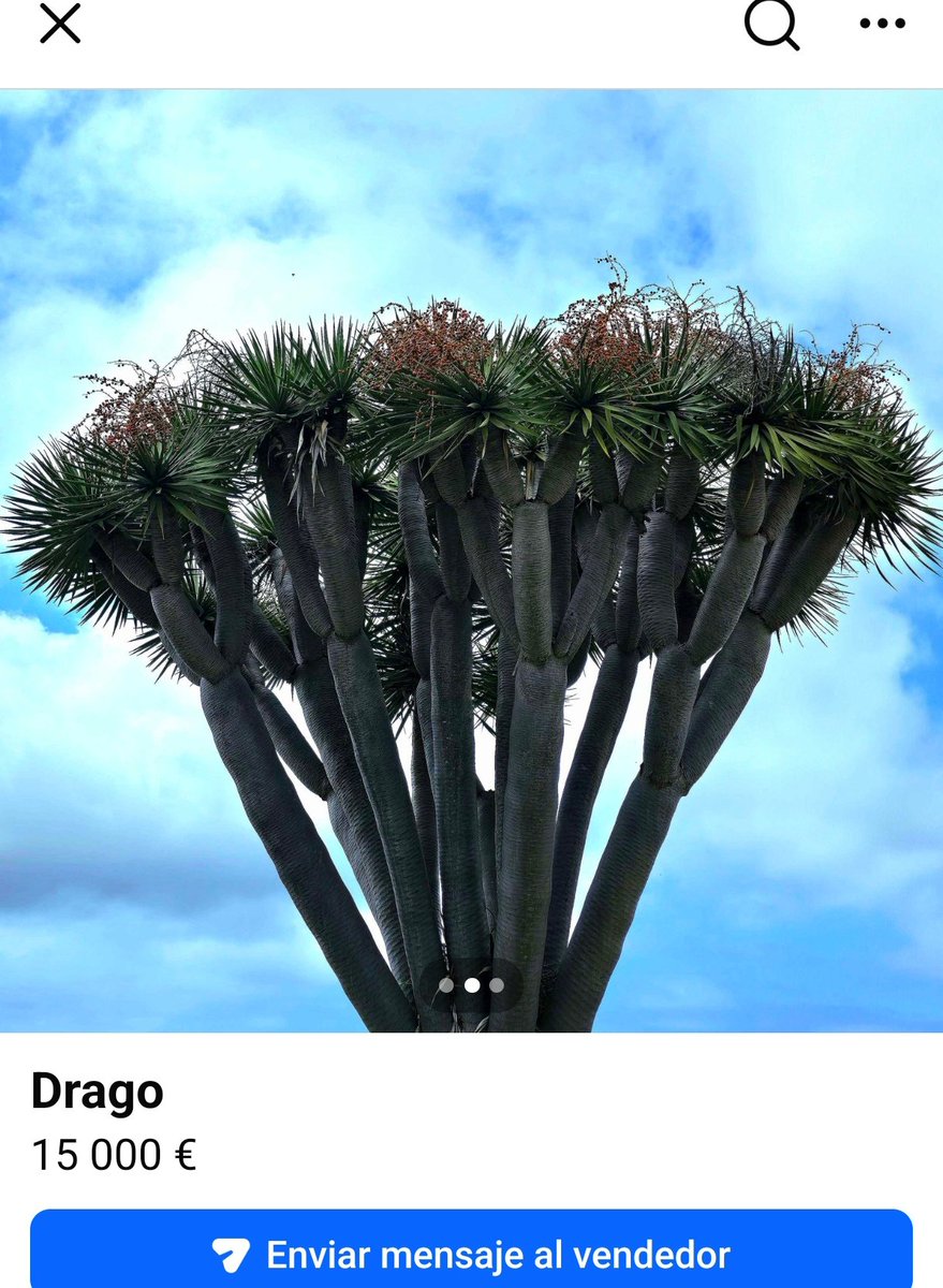 Pablo Monzón ⵣ tweet media