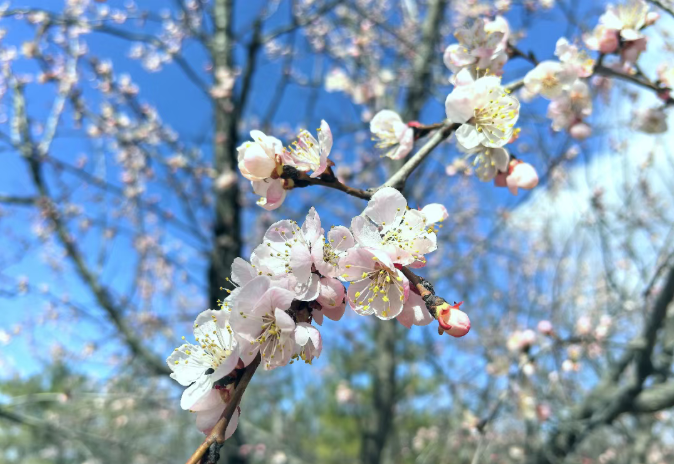 🌺Meet the flower goddess of mid-spring at Juungar's Meiji Never-Night City on April 12, with parades, flower painting, quizzes, and flower tossing for luck.

Don't miss out.