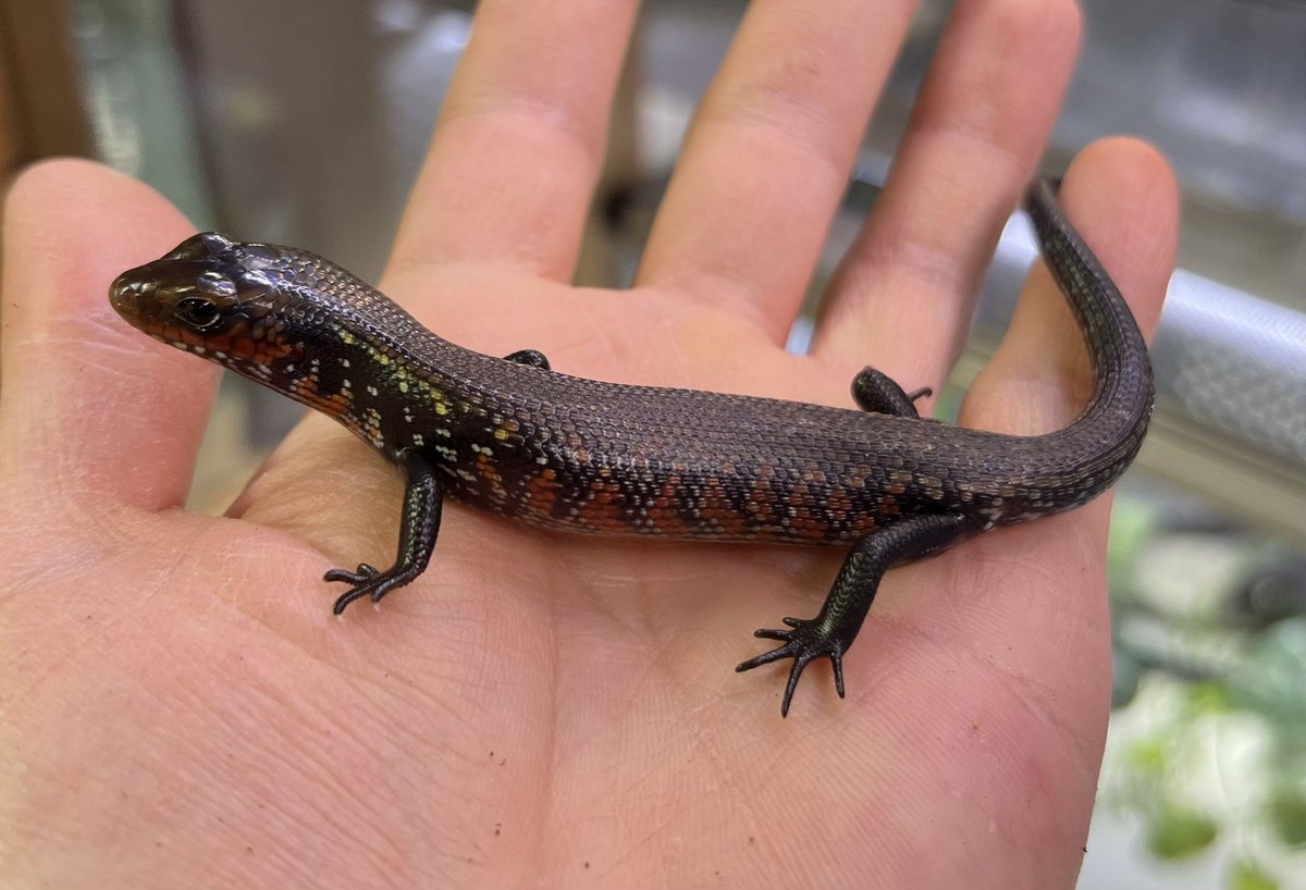 爬虫類倶楽部 大宮店 tweet media