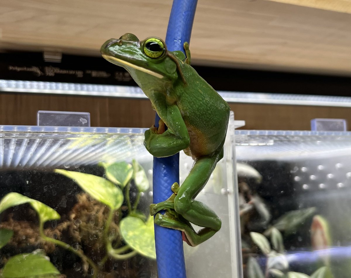 爬虫類倶楽部 大宮店 tweet media