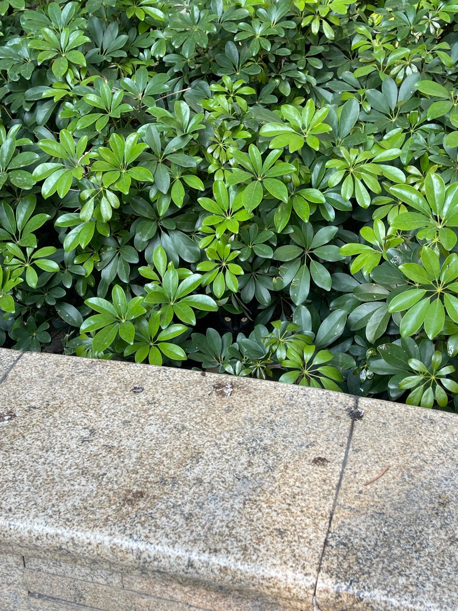 BarelyComic tweet media