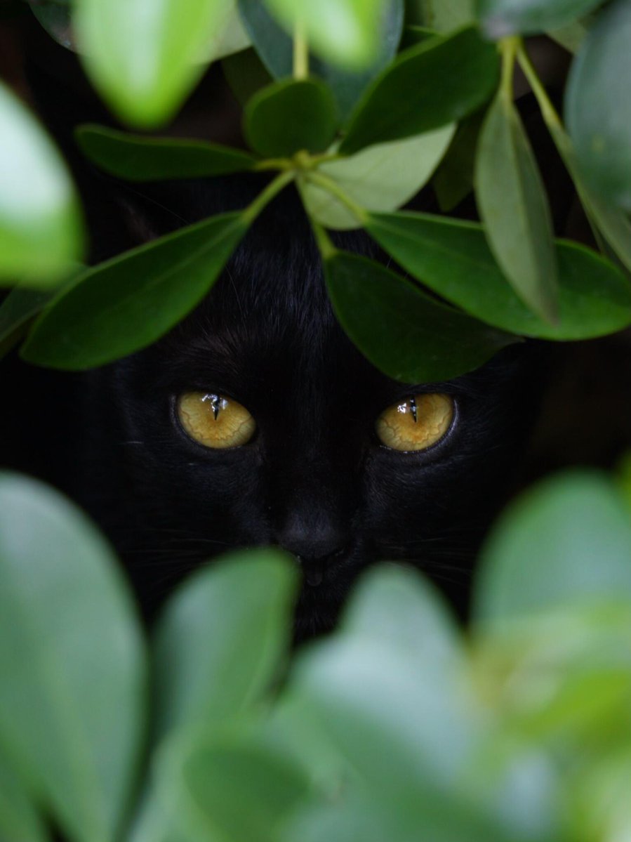 BarelyComic tweet media